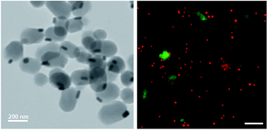 Graphical abstract: Janus Au–mesoporous silica nanocarriers for chemo-photothermal treatment of liver cancer cells