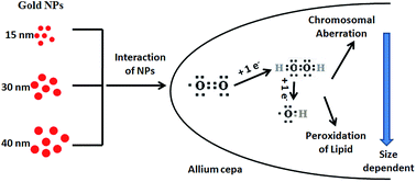 Graphical abstract: Toxicity evaluation of gold nanoparticles using an Allium cepa bioassay