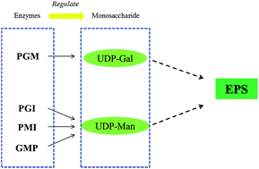 Graphical abstract: Effects of mixed carbon sources on galactose and mannose content of exopolysaccharides and related enzyme activities in Ganoderma lucidum