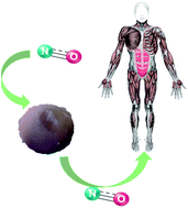 Graphical abstract: Synthetic cobalt clays for the storage and slow release of therapeutic nitric oxide