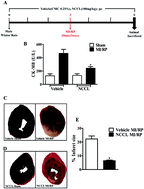 Graphical abstract: Non-carbonyl Curcuma longa [NCCL] protects the heart from myocardial ischemia/reperfusion injury by reducing endothelial microparticle mediated inflammation in rats