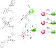 Graphical abstract: Rhodamine-based ratiometric fluorescent probes based on excitation energy transfer mechanisms: construction and applications in ratiometric sensing