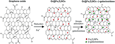 Graphical abstract: Graphene based magnetic nanocomposites as versatile carriers for high yield immobilization and stabilization of β-galactosidase