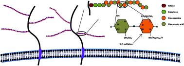 Graphical abstract: Dendrimeric based microbicides against sexual transmitted infections associated to heparan sulfate