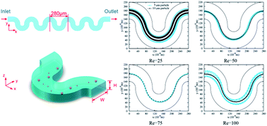 Graphical abstract: Numerical simulation of particle focusing in a symmetrical serpentine microchannel