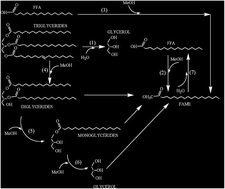 Graphical abstract: Efficient biodiesel production via solid superacid catalysis: a critical review on recent breakthrough