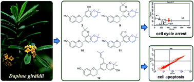Graphical abstract: Flavans with cytotoxic activity from the stem and root bark of Daphne giraldii