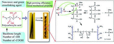 Graphical abstract: Effects of chemical structures of polycarboxylic acids on molecular and performance manipulation of hair keratin