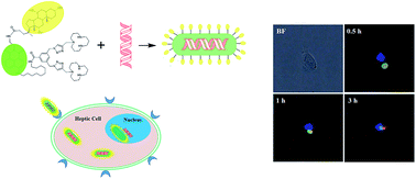 Graphical abstract: A novel non-viral gene vector for hepatocyte-targeting and in situ monitoring of DNA delivery in single cells