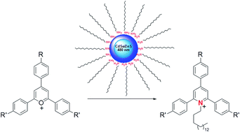 Graphical abstract: Characterization of amine stabilized CdSe/ZnS core–shell quantum dots by using triarylpyrylium dyes