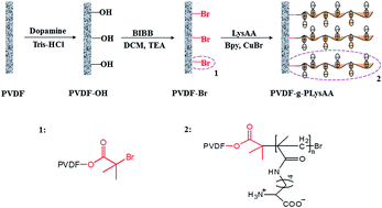 Graphical abstract: Antifouling PVDF membrane grafted with zwitterionic poly(lysine methacrylamide) brushes