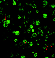 Graphical abstract: Encapsulation of honokiol-loaded nanoparticles in lecithin microbubbles for targeted tumor therapy