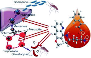 Graphical abstract: Primaquine-based ionic liquids as a novel class of antimalarial hits