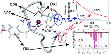 Graphical abstract: Quantum chemical studies on nucleophilic sites in calcium ion bound zwitterionic calmodulin loops