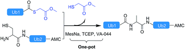 Graphical abstract: Efficient chemical synthesis for the analogue of ubiquitin-based probe Ub–AMC with native bioactivity
