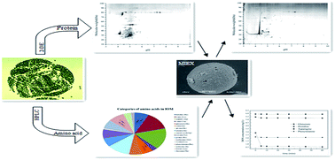 Graphical abstract: Removal efficiency of MIEX® pretreatment on typical proteins and amino acids derived from Microcystis aeruginosa