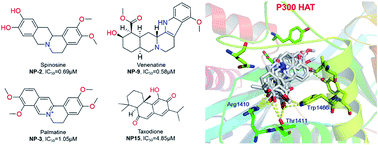 Graphical abstract: Identification of new p300 histone acetyltransferase inhibitors from natural products by a customized virtual screening method