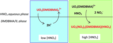 Graphical abstract: Ionic liquid-based uranium(vi) extraction with malonamide extractant: cation exchange vs. neutral extraction