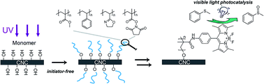 Graphical abstract: Direct functionalization of cellulose nanocrystals with polymer brushes via UV-induced polymerization: access to novel heterogeneous visible-light photocatalysts