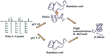 Graphical abstract: Micro-viscosity induced conformational transitions in poly-l-lysine