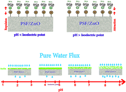 Graphical abstract: Engineering design of a biofilm formed on a pH-sensitive ZnO/PSf nanocomposite membrane with antibacterial properties