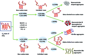 Graphical abstract: New insight into the alcohol induced conformational change and aggregation of the alkaline unfolded state of bovine β-lactoglobulin