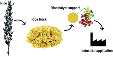 Graphical abstract: Large scale applications of immobilized enzymes call for sustainable and inexpensive solutions: rice husks as renewable alternatives to fossil-based organic resins