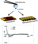 Graphical abstract: Influence of biomaterial nanotopography on the adhesive and elastic properties of Staphylococcus aureus cells