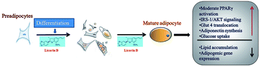 Graphical abstract: Licarin B from Myristica fragrans improves insulin sensitivity via PPARγ and activation of GLUT4 in the IRS-1/PI3K/AKT pathway in 3T3-L1 adipocytes