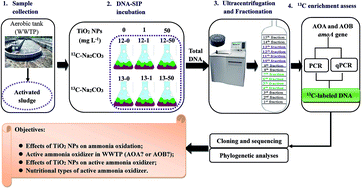 Graphical abstract: Insight into the short-term effect of titanium dioxide nanoparticles on active ammonia oxidizing microorganisms in a full-scale wastewater treatment plant: a DNA-stable isotope probing study