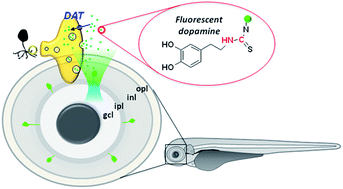 Graphical abstract: Fluorescent tracer of dopamine enables selective labelling and interrogation of dopaminergic amacrine cells in the retina of living zebrafish