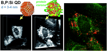 Graphical abstract: The impact of doped silicon quantum dots on human osteoblasts