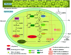 Graphical abstract: Enhancement of dibenzothiophene biodesulfurization by weakening the feedback inhibition effects based on a systematic understanding of the biodesulfurization mechanism by Gordonia sp. through the potential “4S” pathway