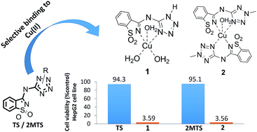 Graphical abstract: Exploring saccharinate-tetrazoles as selective Cu(ii) ligands: structure, magnetic properties and cytotoxicity of copper(ii) complexes based on 5-(3-aminosaccharyl)-tetrazoles