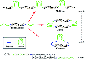 Graphical abstract: I-motif-stapled and spacer-dependent multiple DNA nanostructures