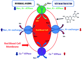 Graphical abstract: Detection of oxidative stress biomarkers in myricetin treated red blood cells