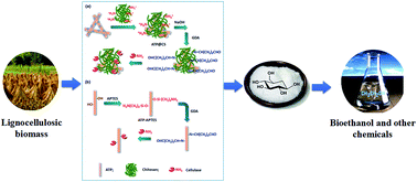 Graphical abstract: Surface functionalized natural inorganic nanorod for highly efficient cellulase immobilization