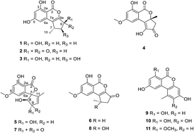 Graphical abstract: Altenusin derivatives from mangrove endophytic fungus Alternaria sp. SK6YW3L