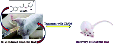 Graphical abstract: N-(2-Bromo-4-fluorophenyl)-3-(3,4-dihydroxyphenyl)-acrylamide (CPAM), a small catecholic amide as an antioxidant, anti diabetic and antibacterial compound