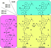 Graphical abstract: Synthesis, optical, and chemical properties of a π-extended rhodol derivative and its derivatives with selectivity and sensitivity for sensing Hg2+ in aqueous media
