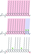 Graphical abstract: Dual functional star polymers for lubricants