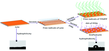 Graphical abstract: Jute hydrophobization via laccase-catalyzed grafting of fluorophenol and fluoroamine
