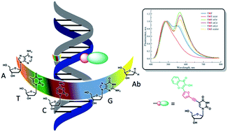 Graphical abstract: A turn-on dual emissive nucleobase sensitive to mismatches and duplex conformational changes