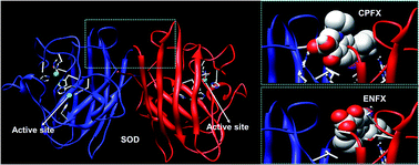 Graphical abstract: Molecular mechanism on two fluoroquinolones inducing oxidative stress: evidence from copper/zinc superoxide dismutase