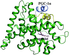 Graphical abstract: Computational investigation of the interaction mechanism between the estrogen related receptor α and its agonists