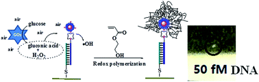 Graphical abstract: Highly sensitive visual detection of mutant DNA based on polymeric nanoparticles-participating amplification