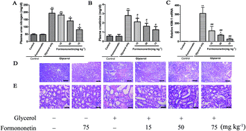 Graphical abstract: Protective effects of formononetin against rhabdomyolysis-induced acute kidney injury by upregulating Nrf2 in vivo and in vitro