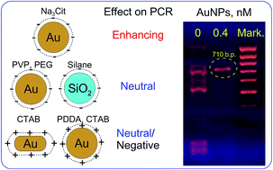 Graphical abstract: Gold nanoparticle-assisted polymerase chain reaction: effects of surface ligands, nanoparticle shape and material