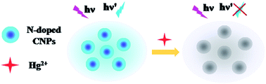 Graphical abstract: Effective synthesis of highly fluorescent nitrogen doped carbon nanoparticles for selective sensing of Hg2+ in food and cosmetics samples