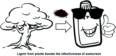 Graphical abstract: Dual functional anti-oxidant and SPF enhancing lignin-based copolymers as additives for personal and healthcare products